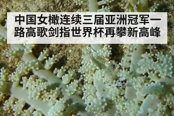 中国女橄连续三届亚洲冠军一路高歌剑指世界杯再攀新高峰